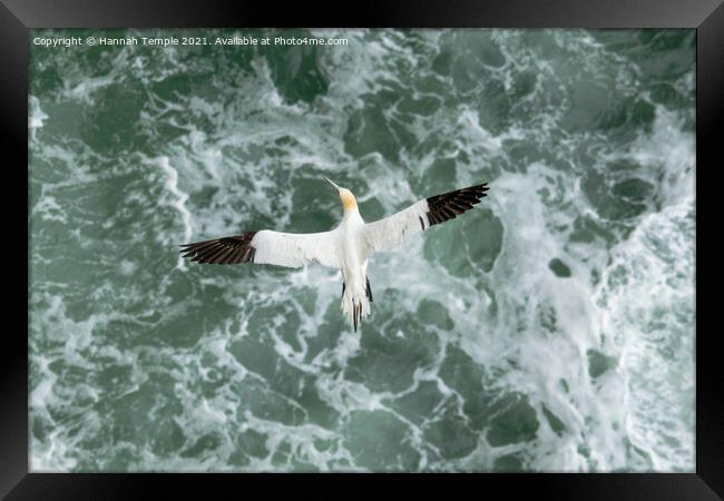 Gannet in flight Framed Print by Hannah Temple
