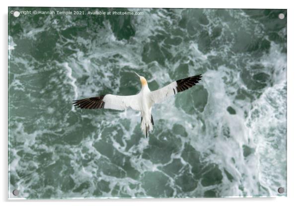 Gannet in flight Acrylic by Hannah Temple