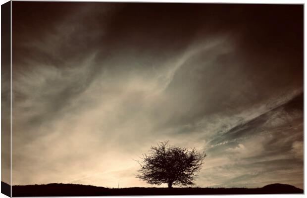Tree and clouds Canvas Print by Simon Johnson