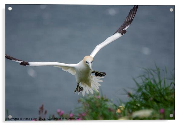 Gannet in flight Acrylic by Fiona Etkin