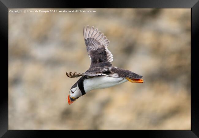 In flight  Framed Print by Hannah Temple