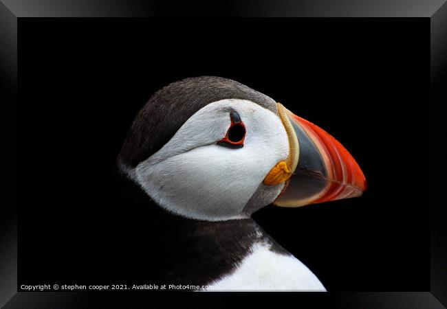 puffin Framed Print by stephen cooper