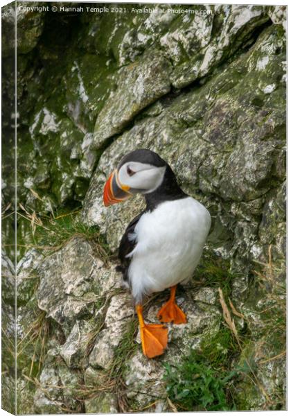 Puffin  Canvas Print by Hannah Temple