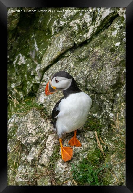 Puffin  Framed Print by Hannah Temple