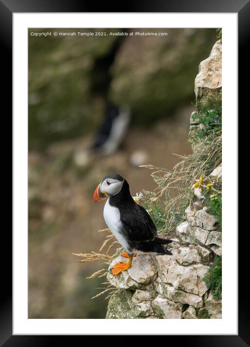 Puffin  Framed Mounted Print by Hannah Temple