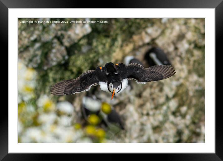 Flying puffin  Framed Mounted Print by Hannah Temple