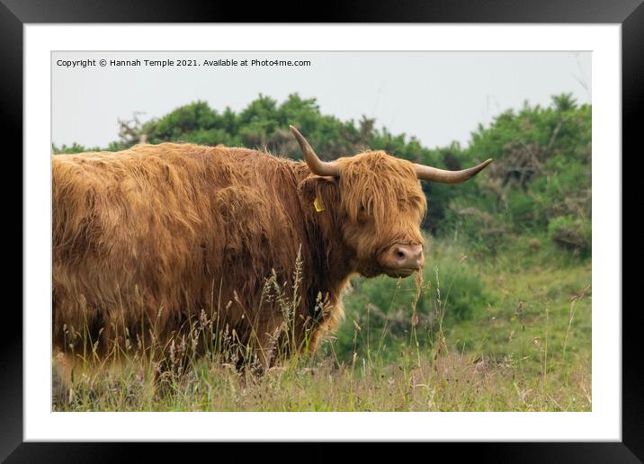 Highland Cow  Framed Mounted Print by Hannah Temple