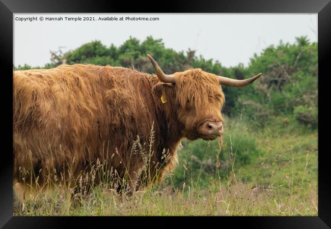 Highland Cow  Framed Print by Hannah Temple