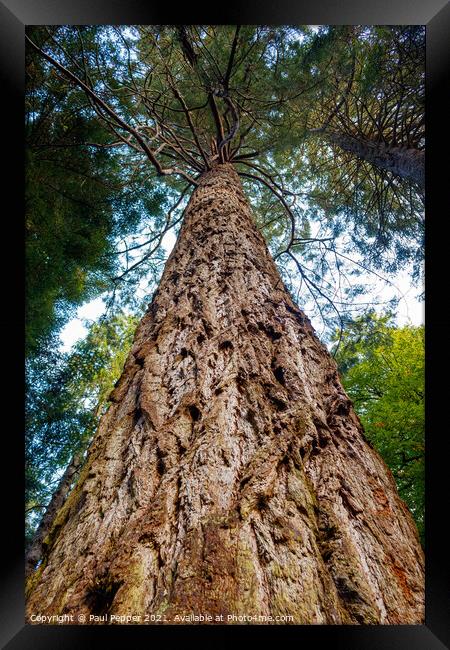 Redwood Monster Framed Print by Paul Pepper