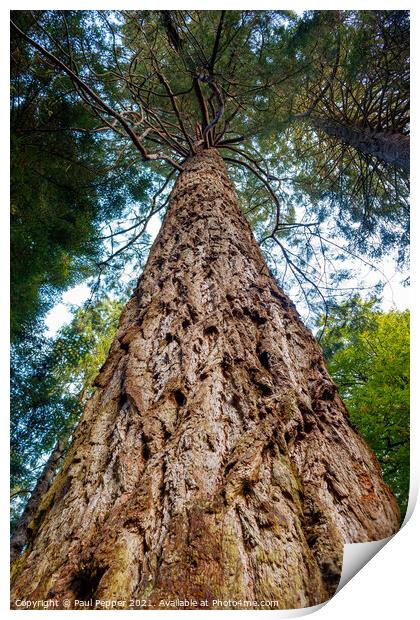 Redwood Monster Print by Paul Pepper
