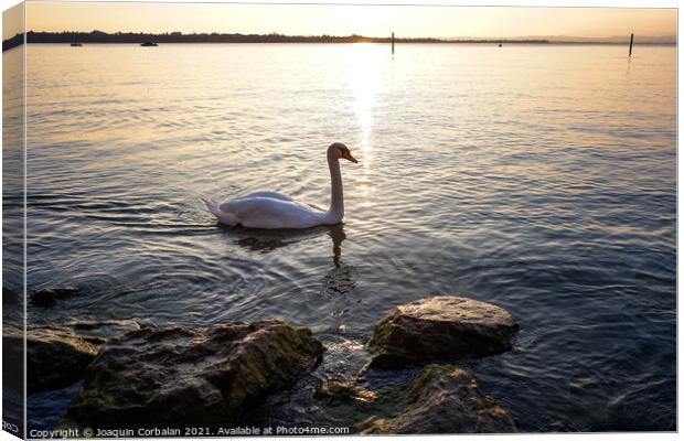 A swan walks near the shore of Lago di Garda at sunset. Canvas Print by Joaquin Corbalan