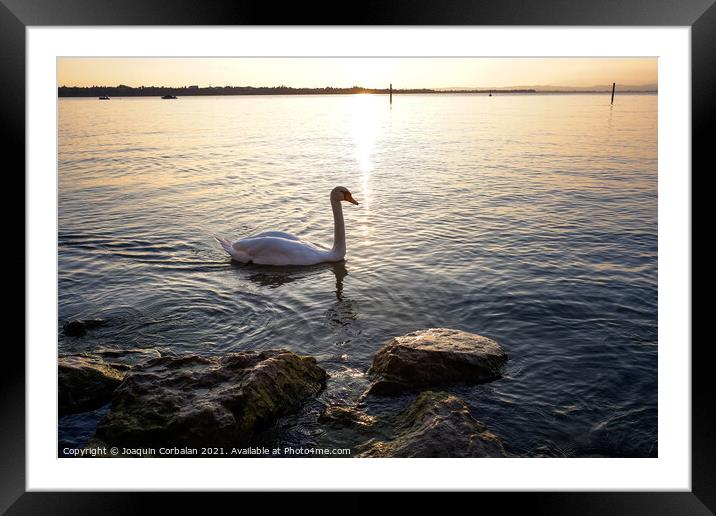 A swan walks near the shore of Lago di Garda at sunset. Framed Mounted Print by Joaquin Corbalan