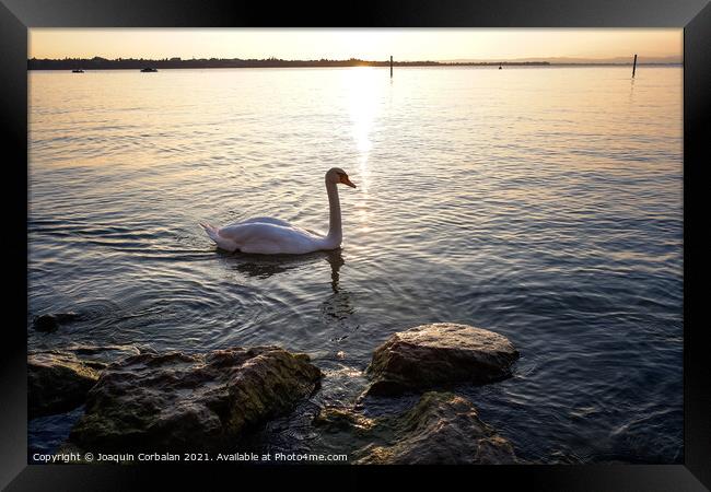 A swan walks near the shore of Lago di Garda at sunset. Framed Print by Joaquin Corbalan