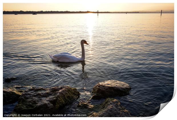 A swan walks near the shore of Lago di Garda at sunset. Print by Joaquin Corbalan