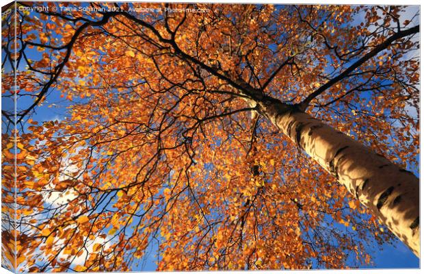 Colorful Birch Tree, Betula, in Autumn Canvas Print by Taina Sohlman