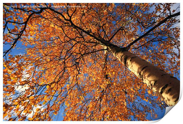 Colorful Birch Tree, Betula, in Autumn Print by Taina Sohlman