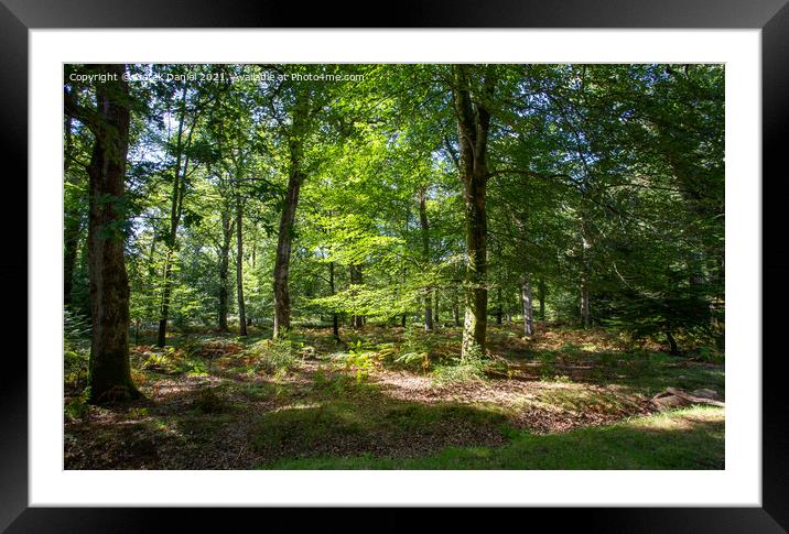 Autumns Idyllic New Forest Framed Mounted Print by Derek Daniel