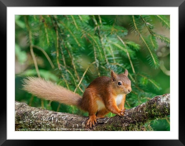 Red Squirrel (Sciurus vulgaris) Framed Mounted Print by Iain MacDiarmid