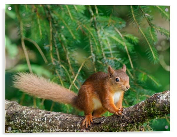 Red Squirrel (Sciurus vulgaris) Acrylic by Iain MacDiarmid