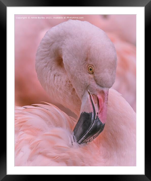 Pretty Flamingo Framed Mounted Print by Aimie Burley