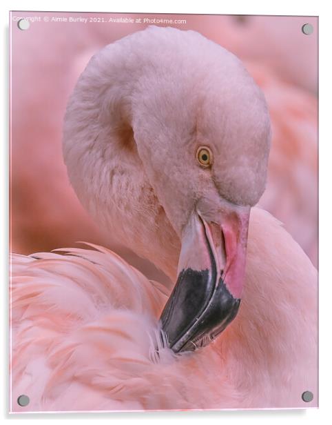 Pretty Flamingo Acrylic by Aimie Burley