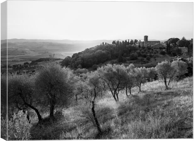 Olive Grove near Montalcino at the Convento dell'Osservanza Mono Canvas Print by Dietmar Rauscher