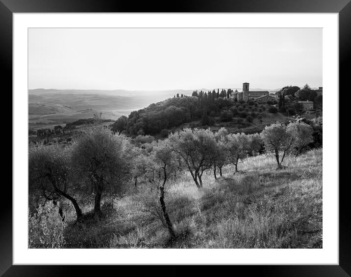 Olive Grove near Montalcino at the Convento dell'Osservanza Mono Framed Mounted Print by Dietmar Rauscher