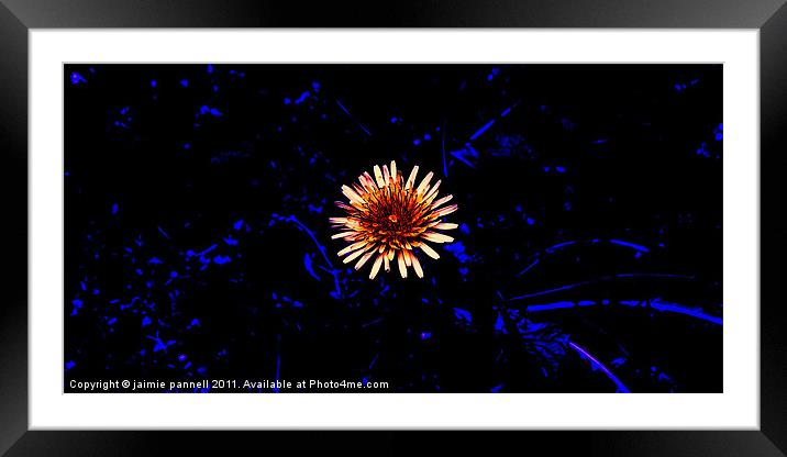 fiori blu Framed Mounted Print by jaimie pannell
