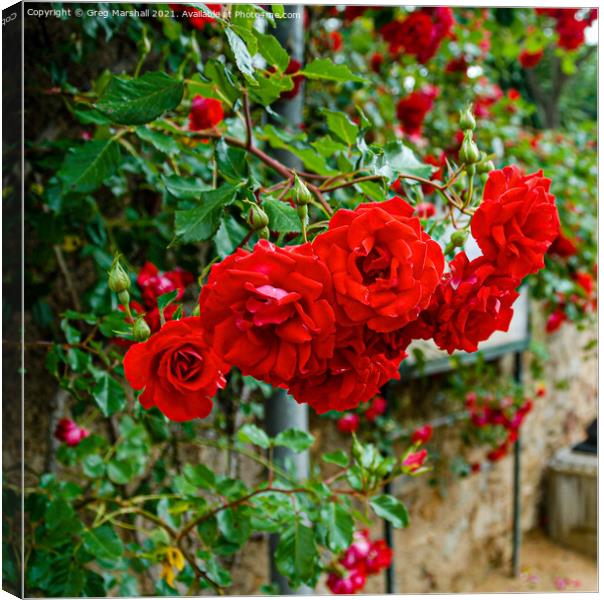 Red roses in Girona Spain Canvas Print by Greg Marshall