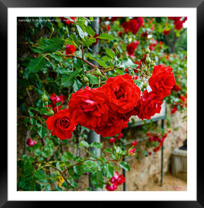 Red roses in Girona Spain Framed Mounted Print by Greg Marshall