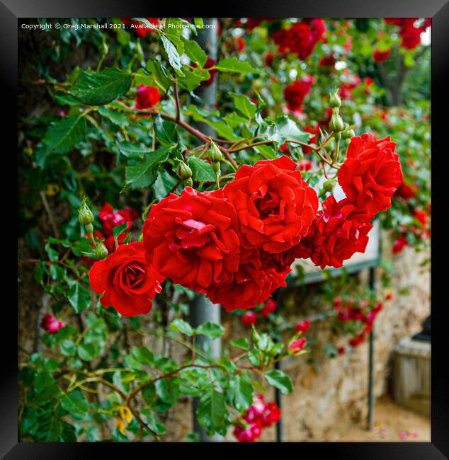 Red roses in Girona Spain Framed Print by Greg Marshall