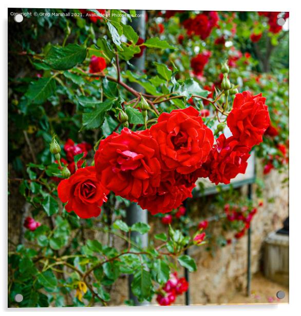 Red roses in Girona Spain Acrylic by Greg Marshall