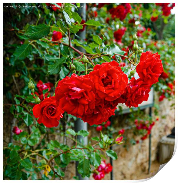 Red roses in Girona Spain Print by Greg Marshall