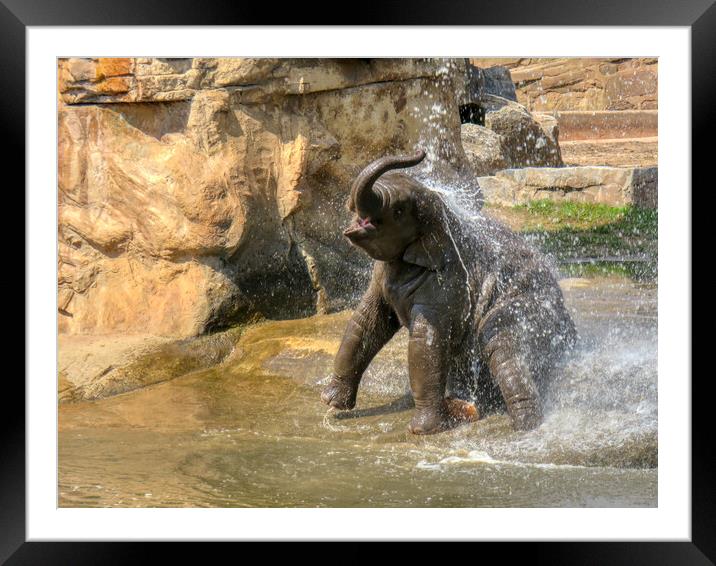 A large elephant standing next to a pool of water Framed Mounted Print by simon cowan
