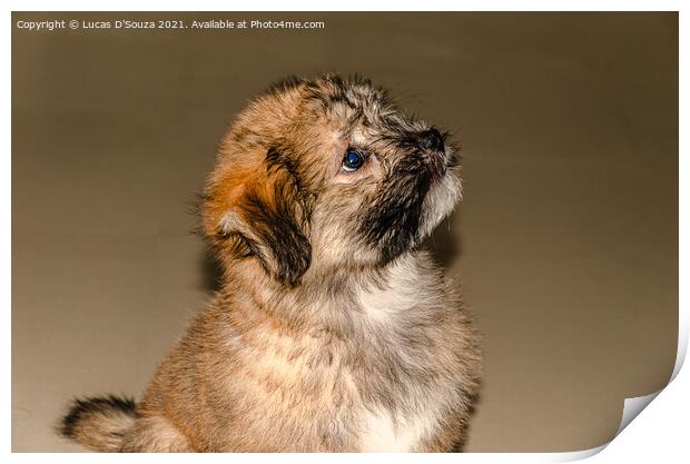 Cute fluppy Tibetan Lhasa puppy Print by Lucas D'Souza