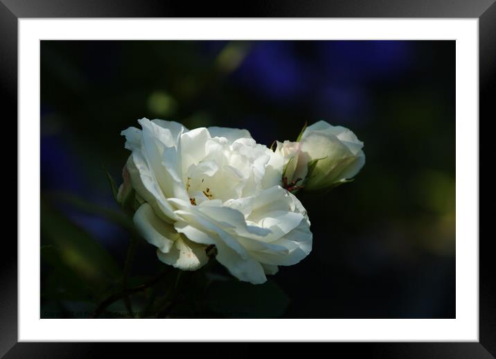 White Rose on dark green and blue background Framed Mounted Print by PAULINE Crawford