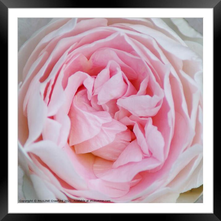 Pink Rose Petals Bud Garden Chestermere Alberta Framed Mounted Print by PAULINE Crawford