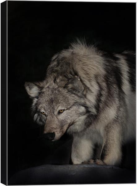 A wolf that is looking at the camera Canvas Print by PAULINE Crawford