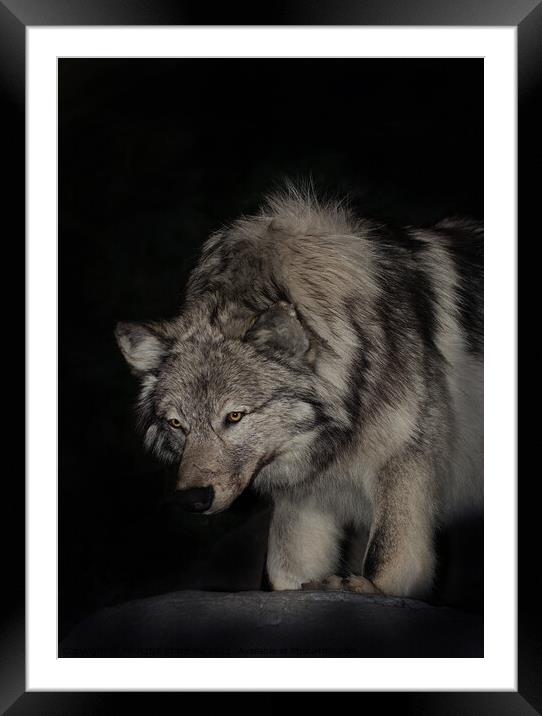 A wolf that is looking at the camera Framed Mounted Print by PAULINE Crawford