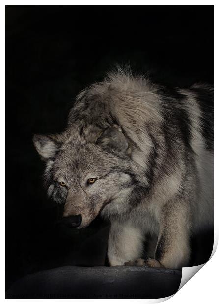 A wolf that is looking at the camera Print by PAULINE Crawford