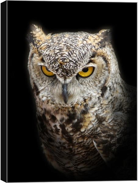 Owl with yellow eyes Canvas Print by PAULINE Crawford