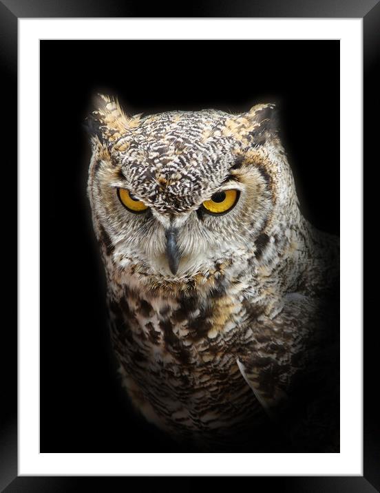 Owl with yellow eyes Framed Mounted Print by PAULINE Crawford