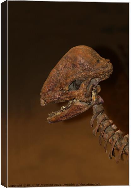 Prehistoric Dinosaur Dino Bones Skull Drumheller A Canvas Print by PAULINE Crawford