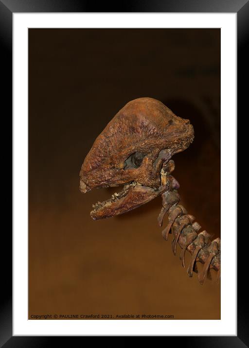 Prehistoric Dinosaur Dino Bones Skull Drumheller A Framed Mounted Print by PAULINE Crawford