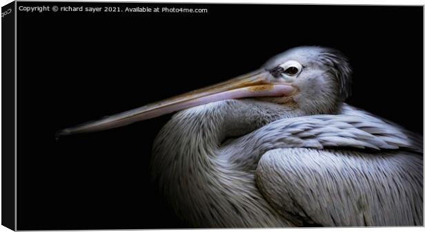 Majestic Pelican Perching Canvas Print by richard sayer