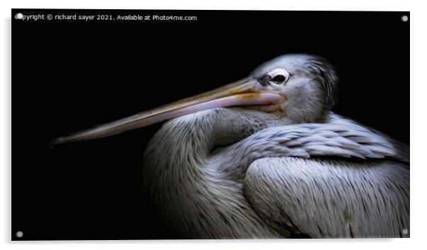 Majestic Pelican Perching Acrylic by richard sayer