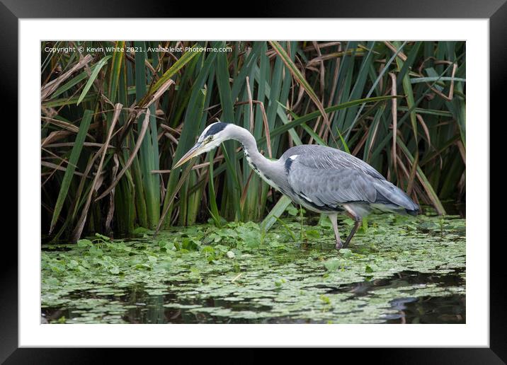 Grey Heron in shallow pond Framed Mounted Print by Kevin White