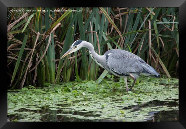Grey Heron in shallow pond Framed Print by Kevin White