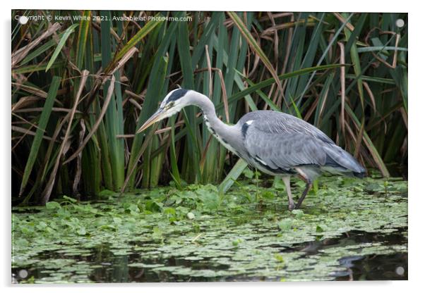 Grey Heron in shallow pond Acrylic by Kevin White