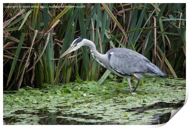Grey Heron in shallow pond Print by Kevin White